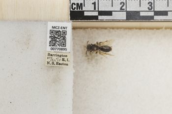 Media type: image;   Entomology 770895 Aspect: Labels